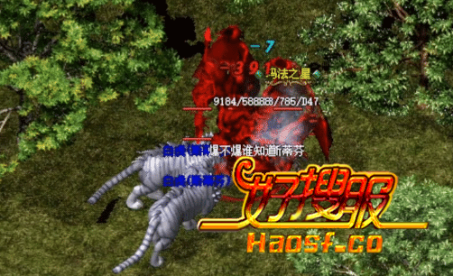 真正的宠物专家:不是驯服,是同行